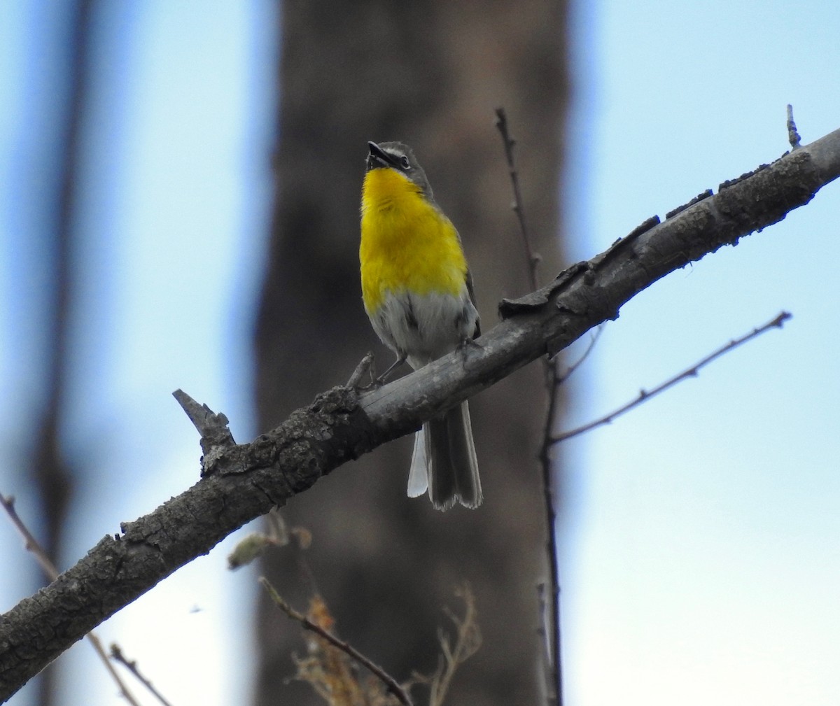 Yellow-breasted Chat - ML106294871