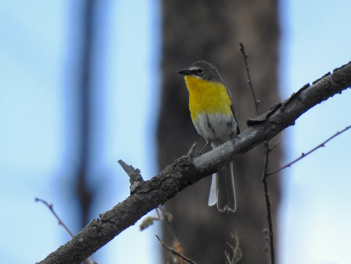Yellow-breasted Chat - ML106294941
