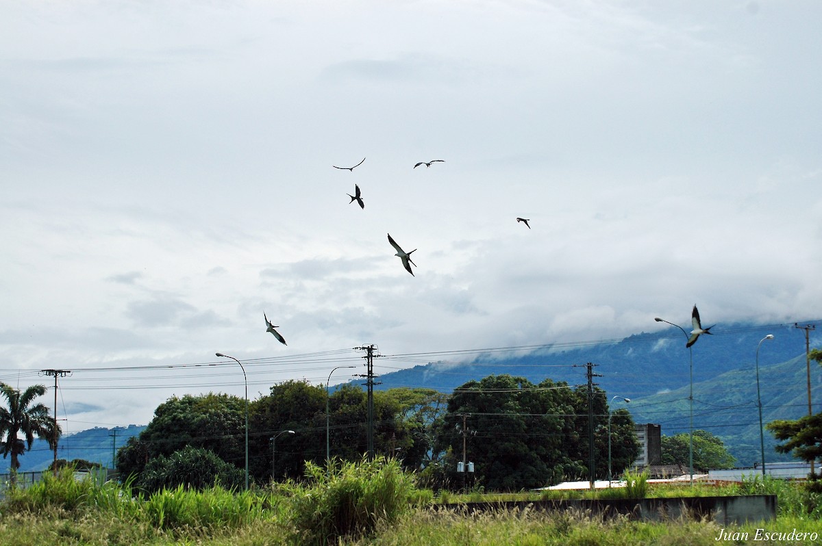 Swallow-tailed Kite - ML106295181