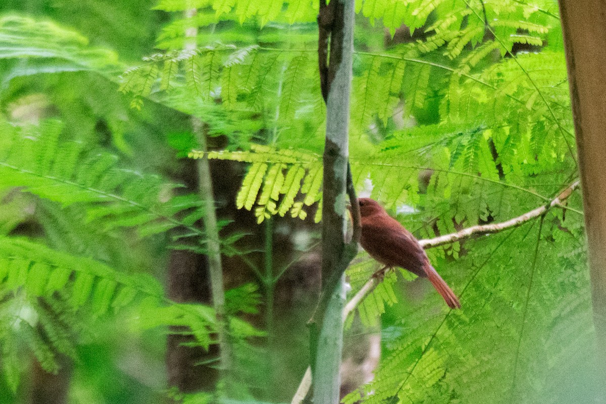 Red-crowned Ant-Tanager - ML106295831