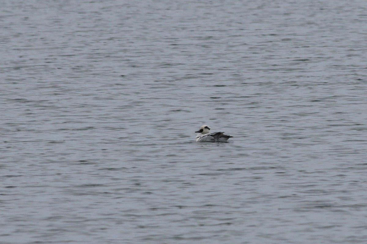 Smew - ML106296361