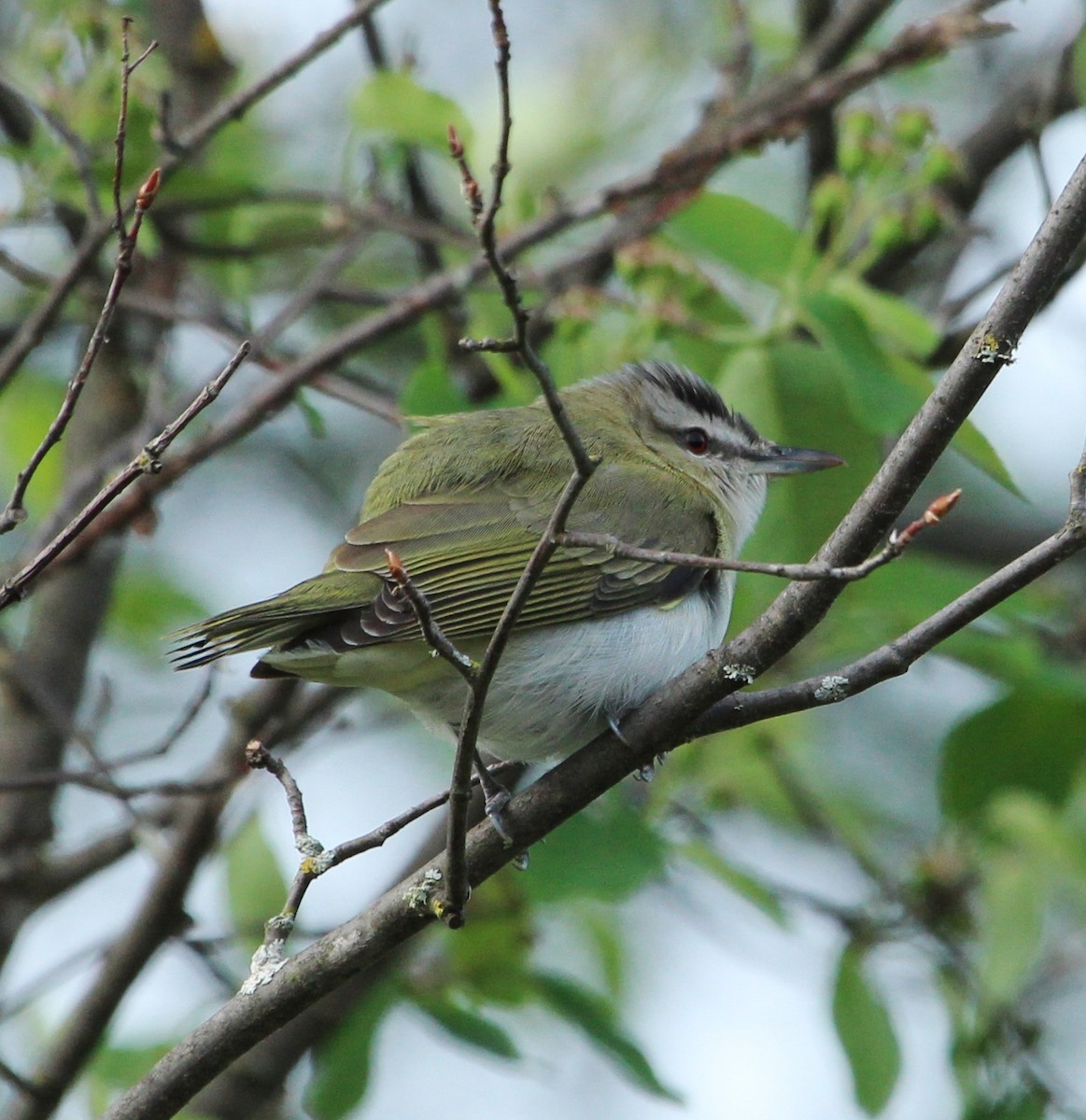 Red-eyed Vireo - ML106296511