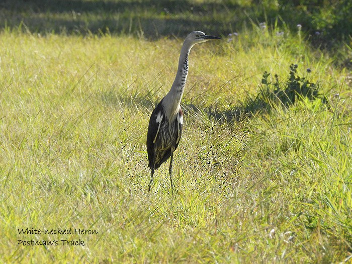 Pacific Heron - ML106298531