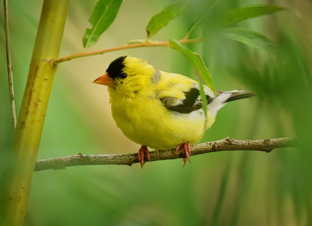 American Goldfinch - ML106299081