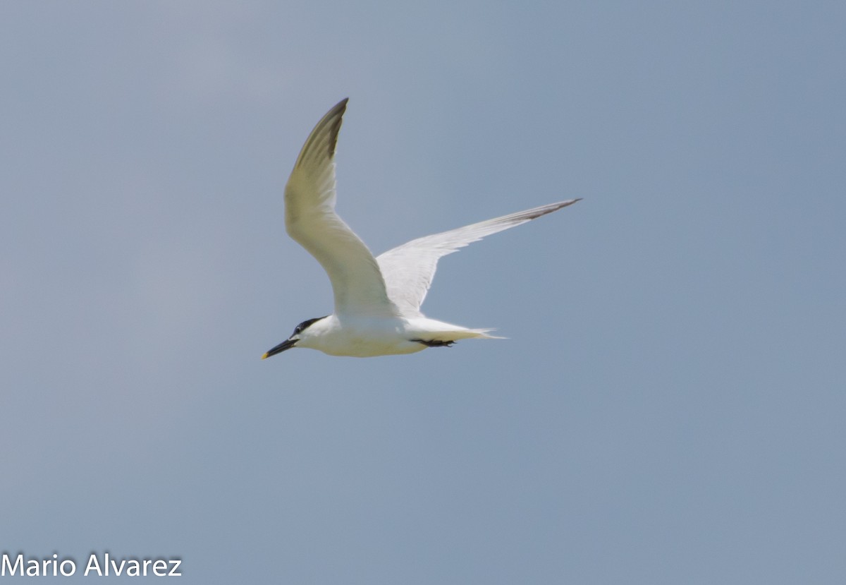 Sandwich Tern - ML106299501