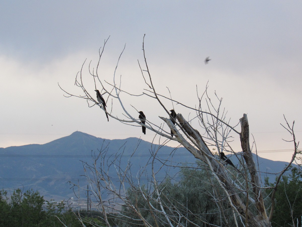 Black-billed Magpie - ML106299621