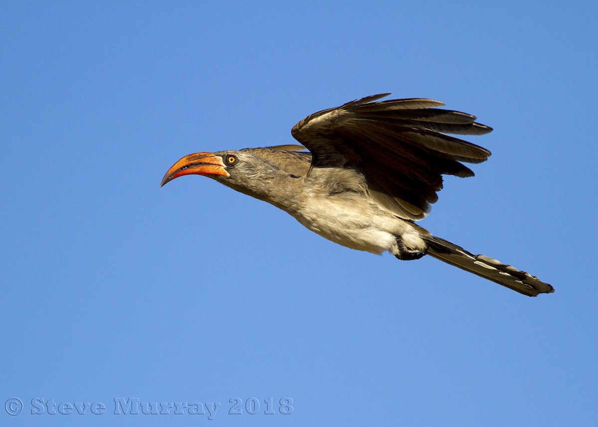 Bradfield's Hornbill - ML106299641