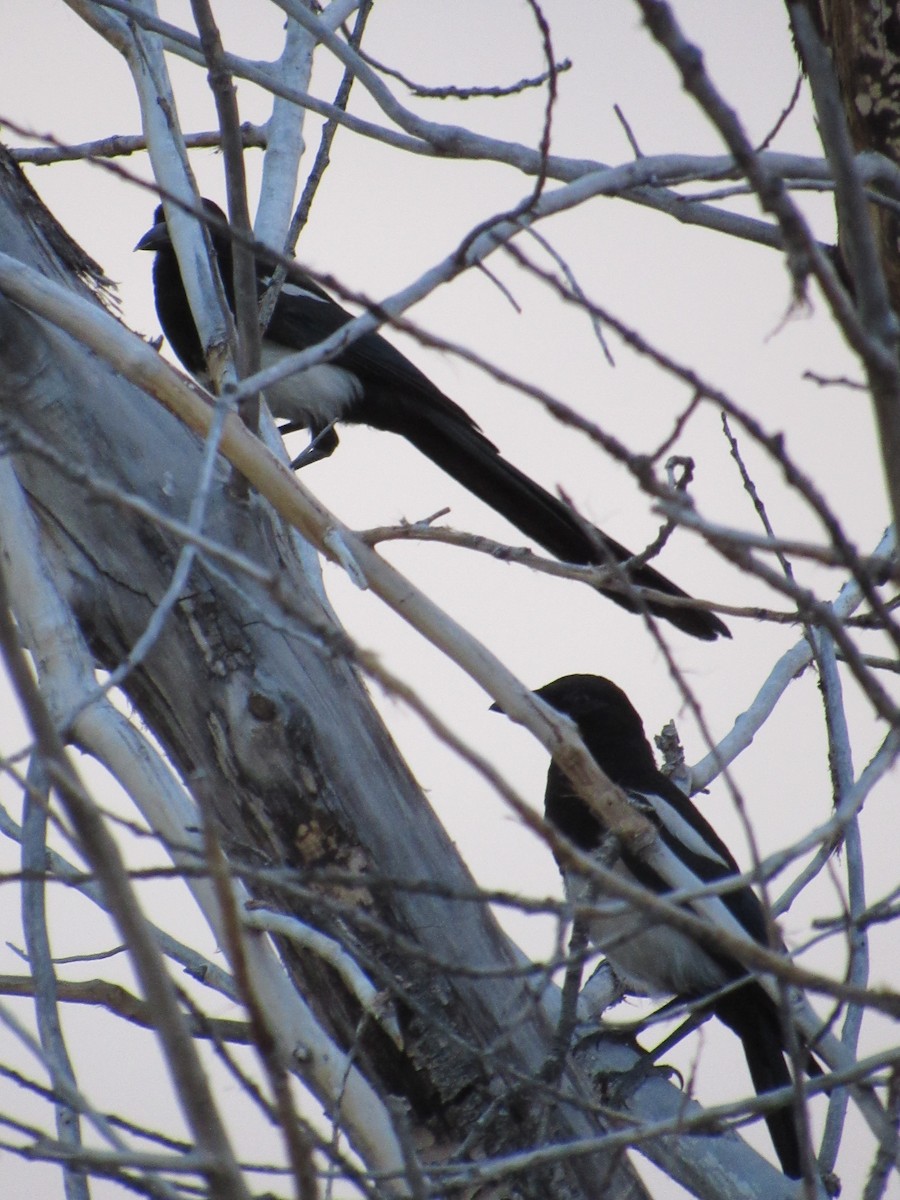 Black-billed Magpie - ML106299731
