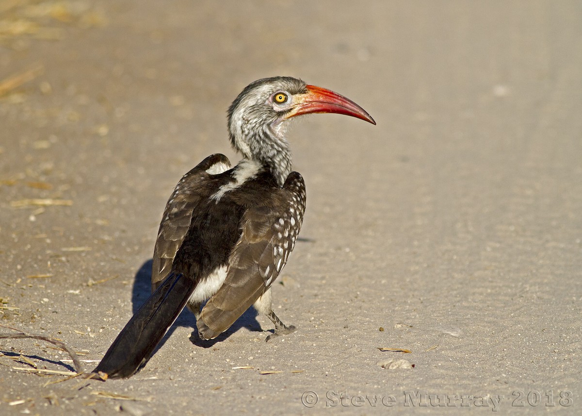 Southern Red-billed Hornbill - Stephen Murray
