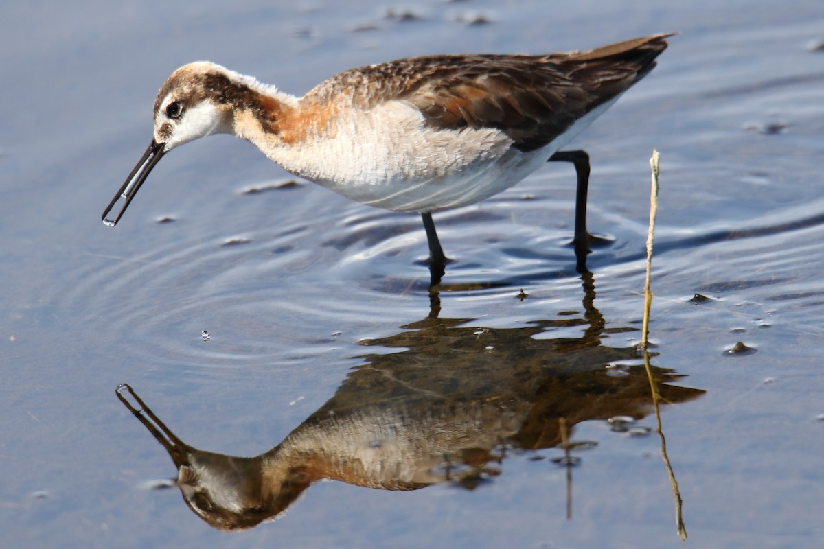 Wilson's Phalarope - ML106299771