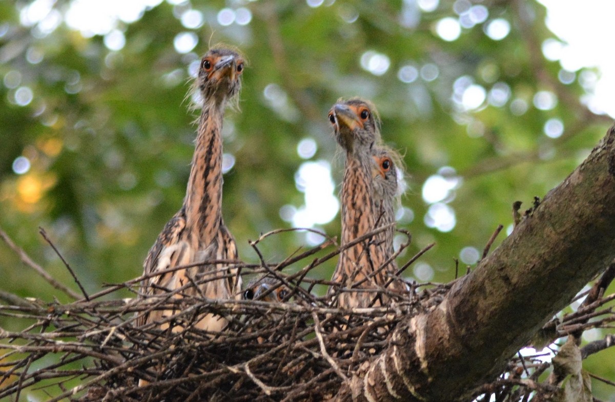 Yellow-crowned Night Heron - Micky Komara