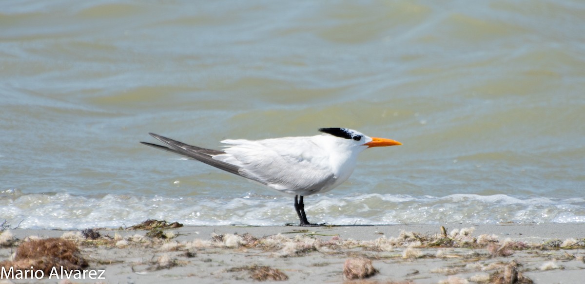 Royal Tern - ML106300531