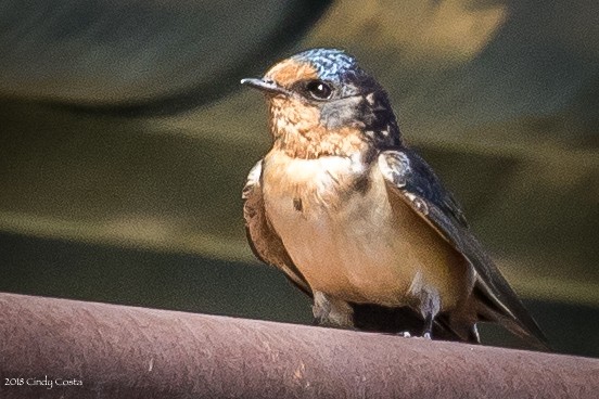 Barn Swallow - ML106300621