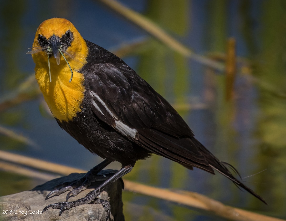 Yellow-headed Blackbird - Cindy Costa