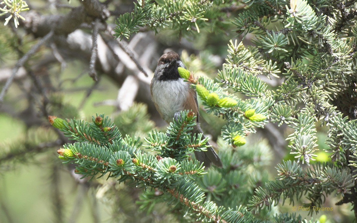 Boreal Chickadee - ML106300681