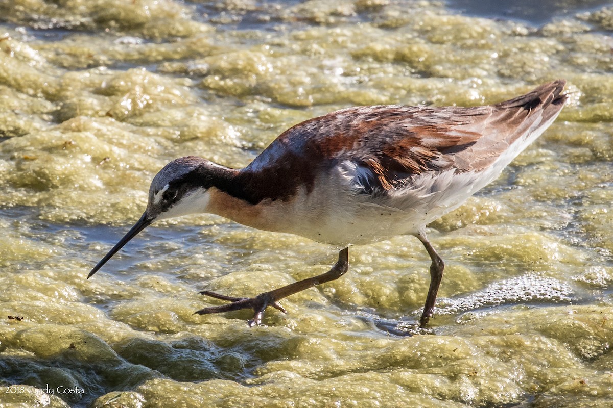 hvithalesvømmesnipe - ML106300901