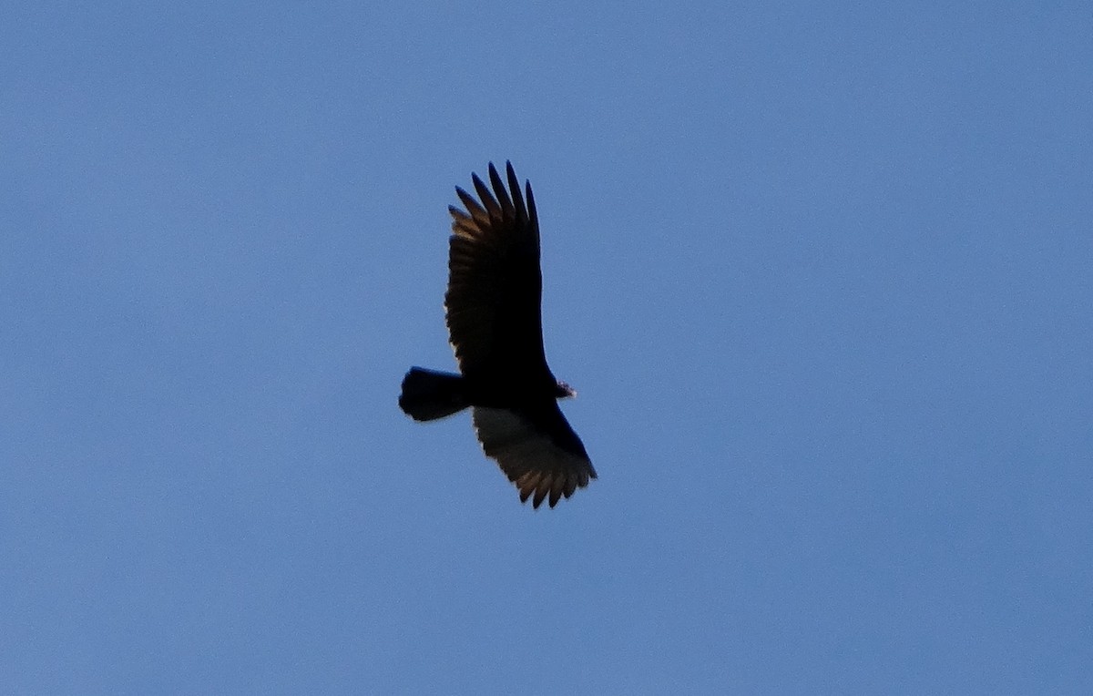 Turkey Vulture - ML106301311