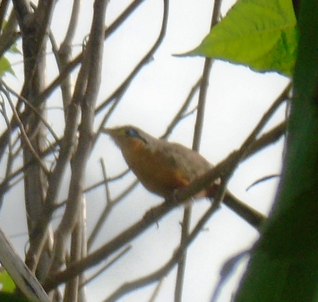 Lesser Ground-Cuckoo - ML106301701