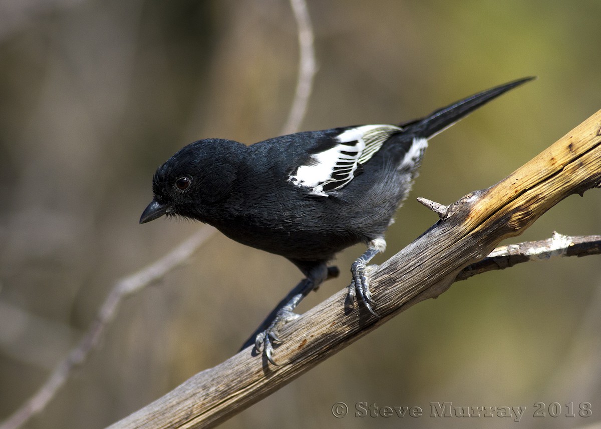 Southern Black-Tit - ML106303441