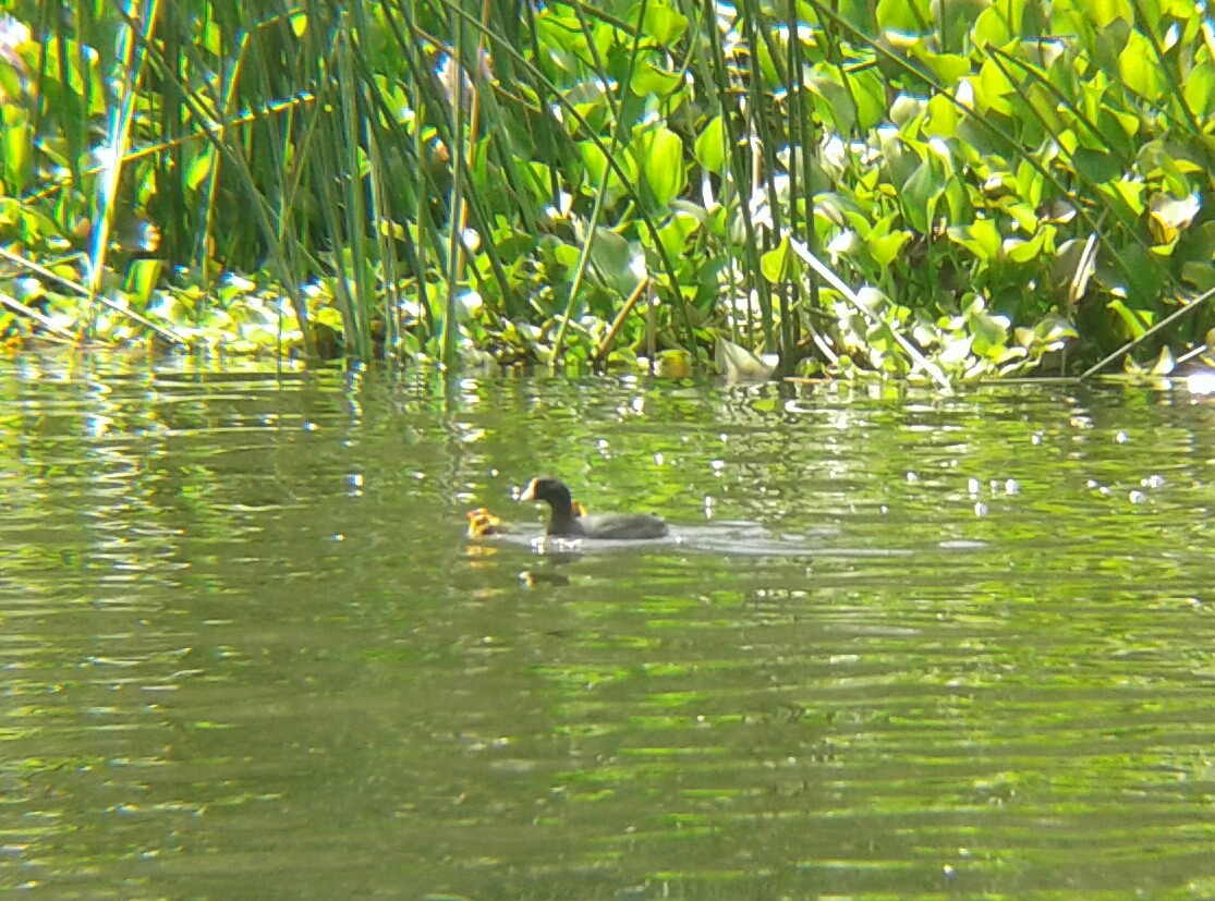 American Coot - ML106304941