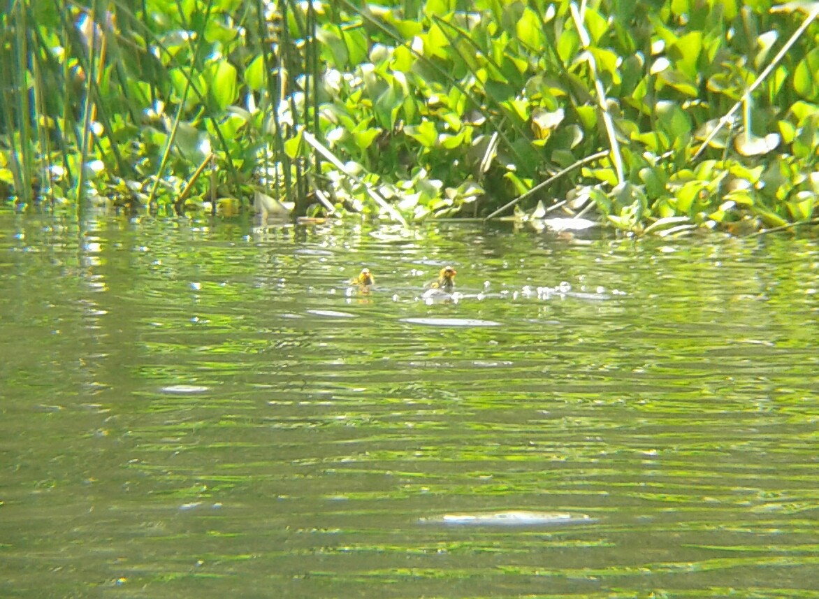 American Coot - ML106304951