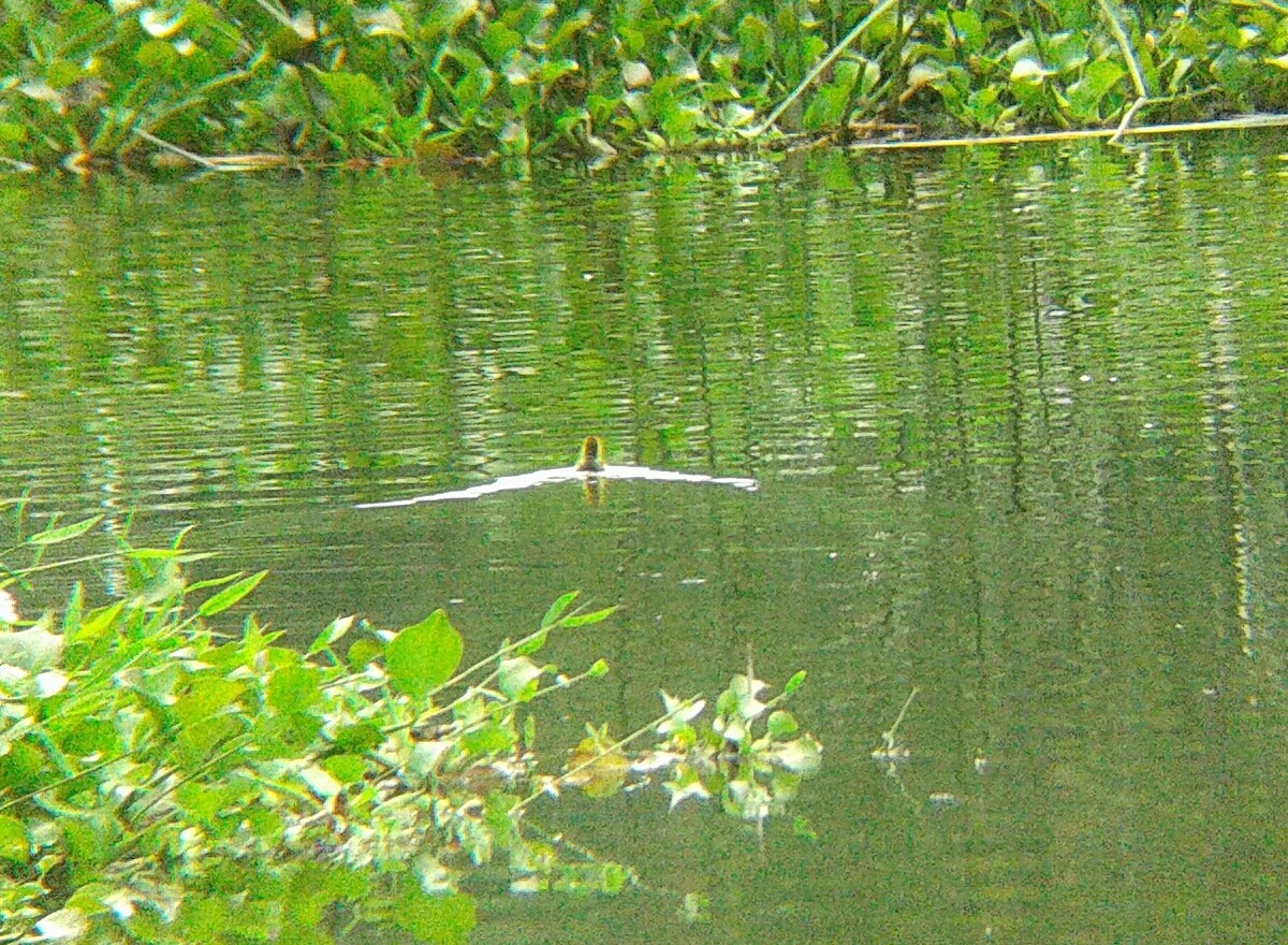 American Coot - ML106304961