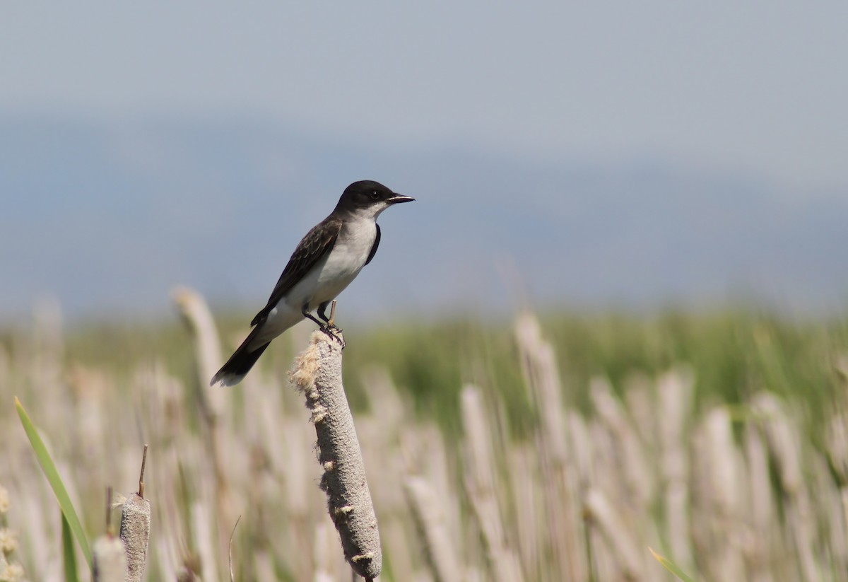 Eastern Kingbird - Jared Peck