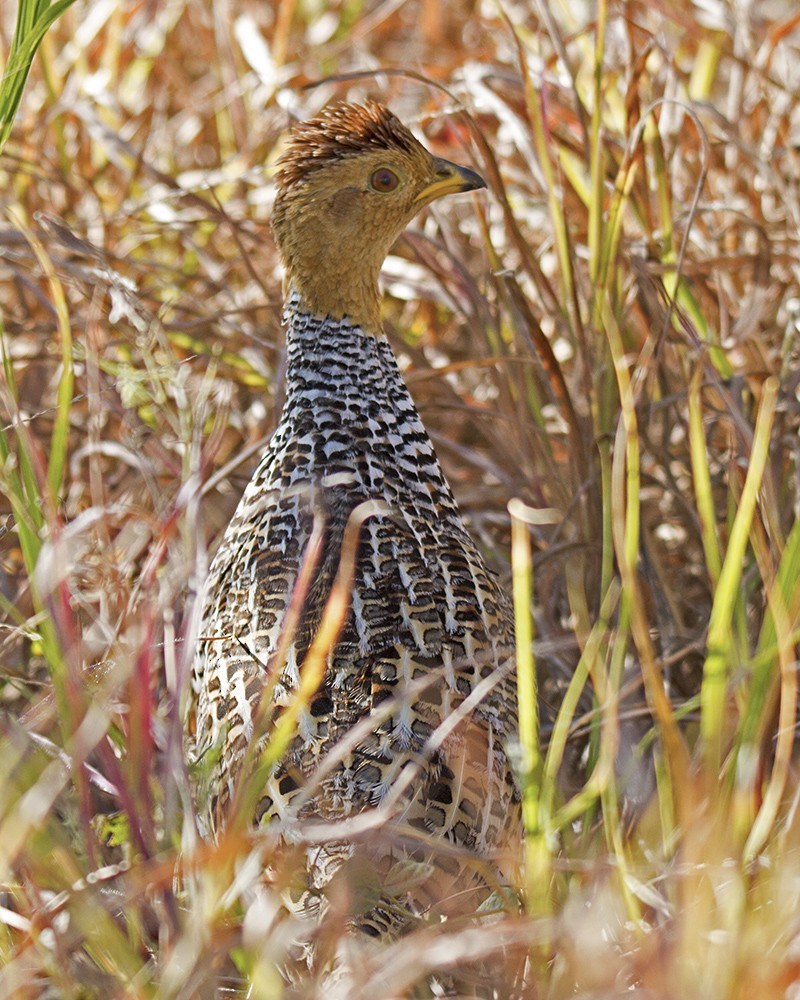 Coqui Francolin - ML106305681