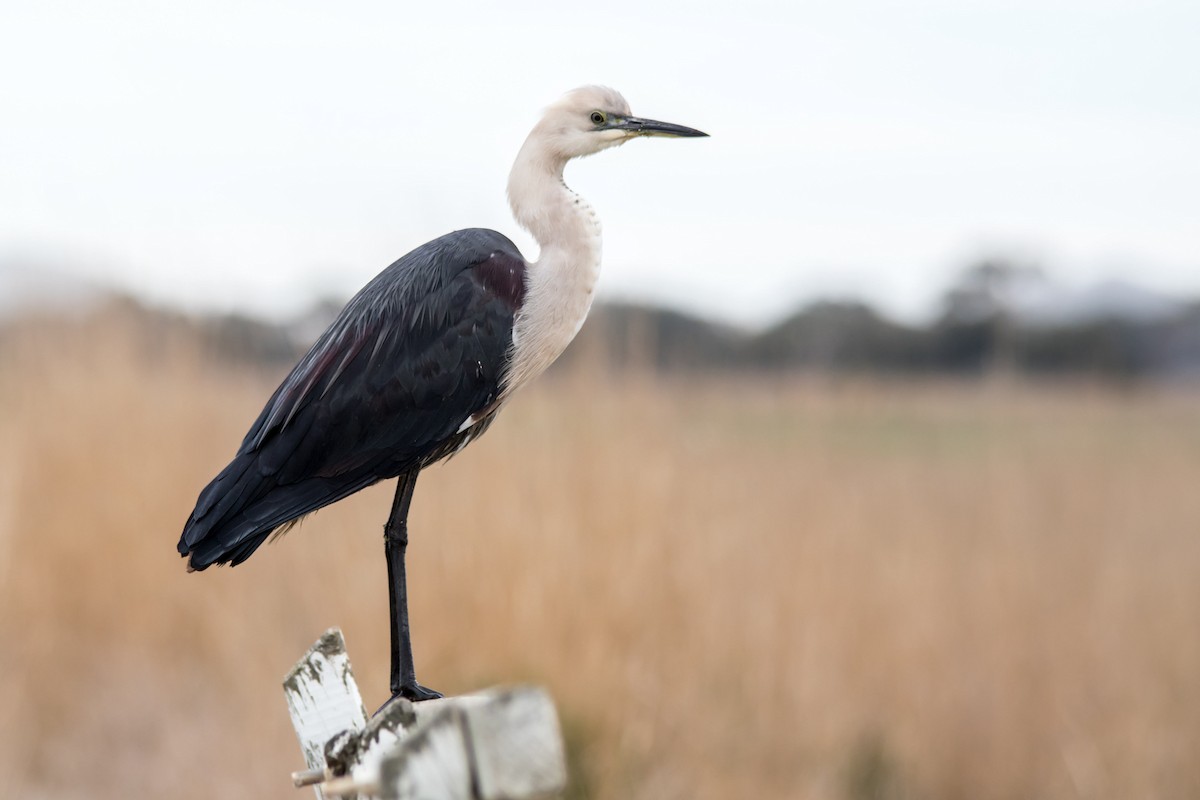 Pacific Heron - ML106306631