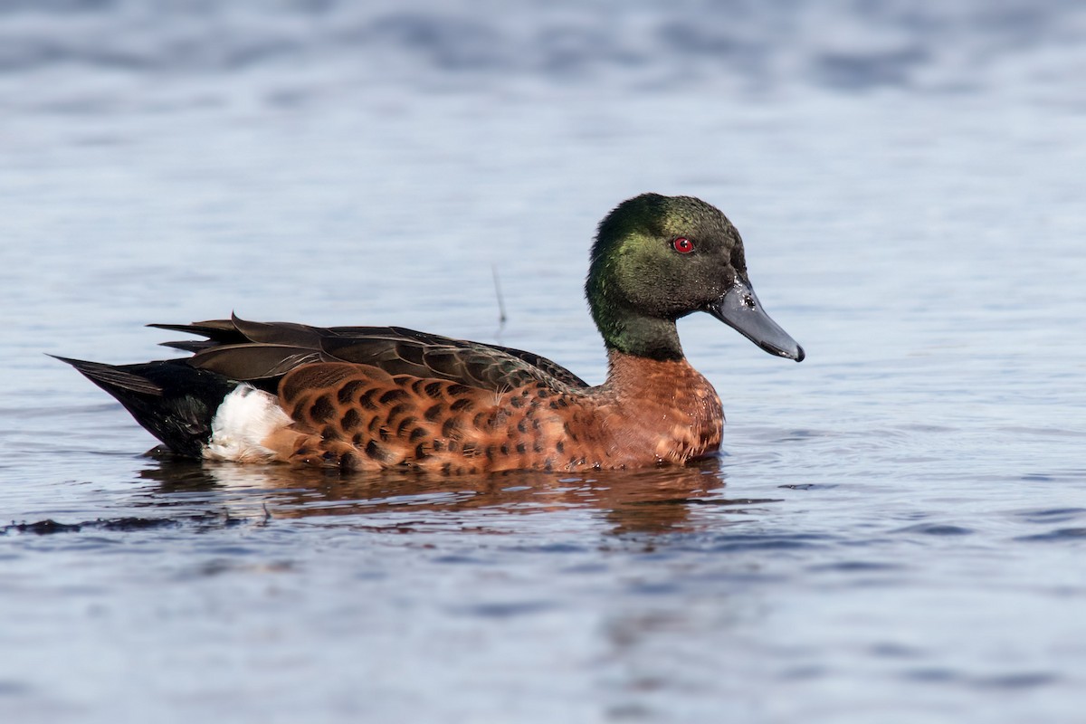 Chestnut Teal - ML106306801