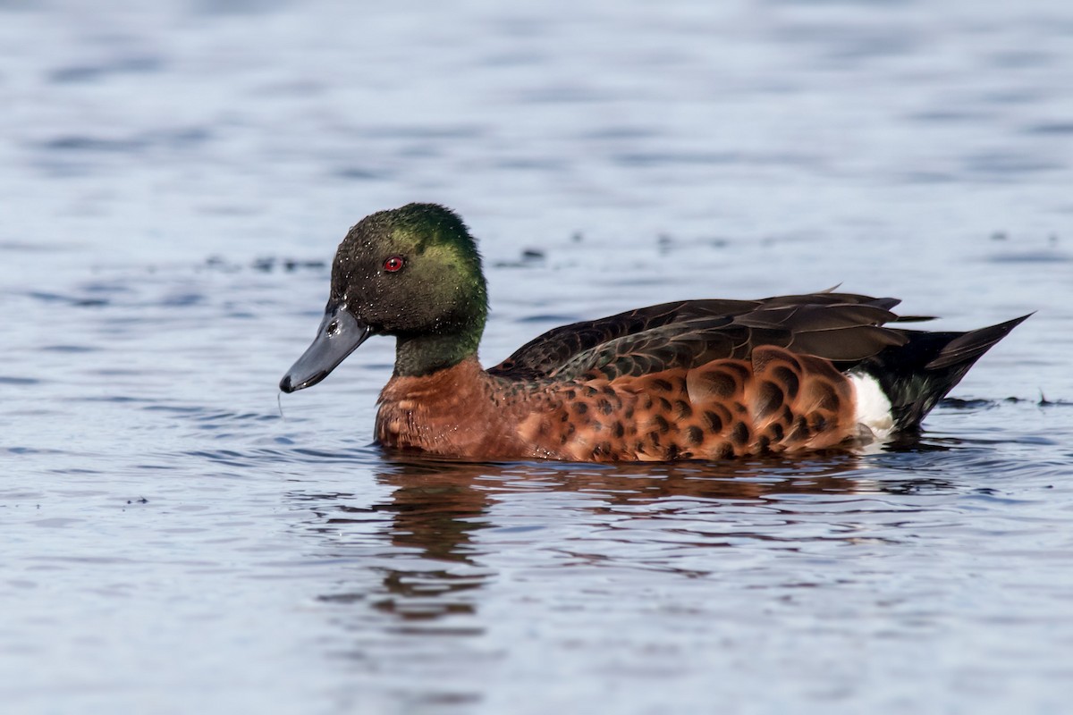 Chestnut Teal - ML106306811