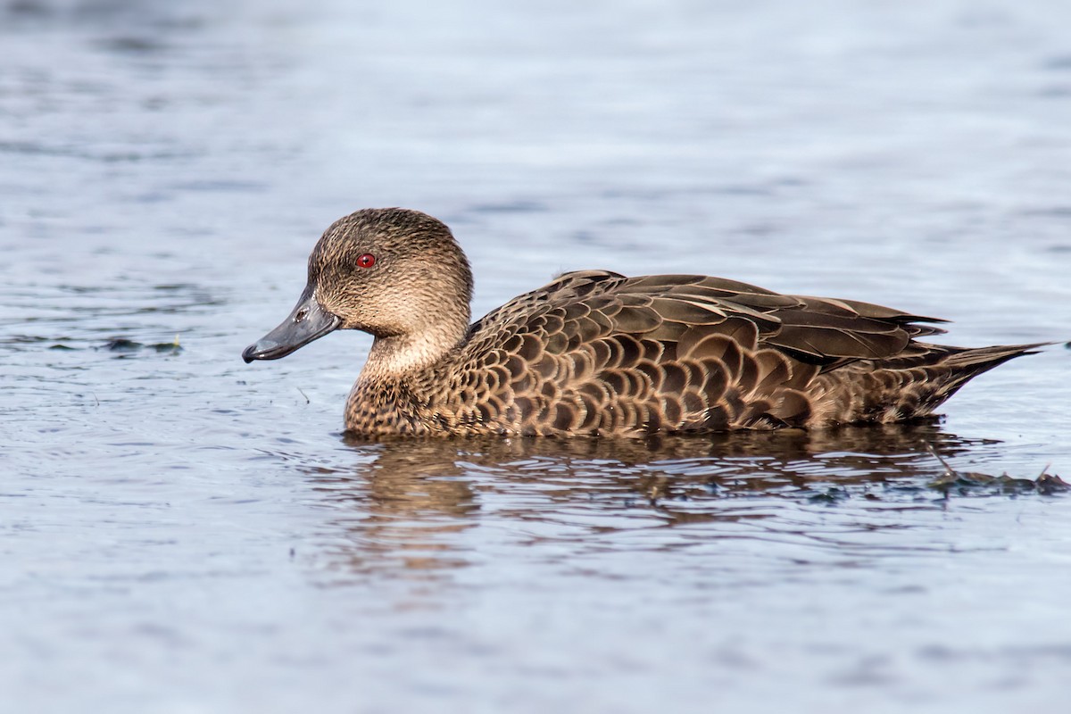 Chestnut Teal - ML106306821