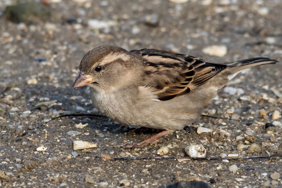 House Sparrow - Andrew Allen