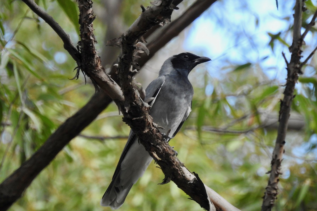 Black-faced Cuckooshrike - ML106308501