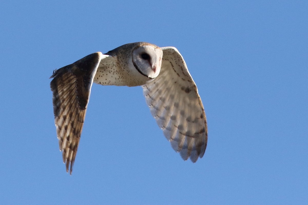 Barn Owl (Eastern) - ML106308531