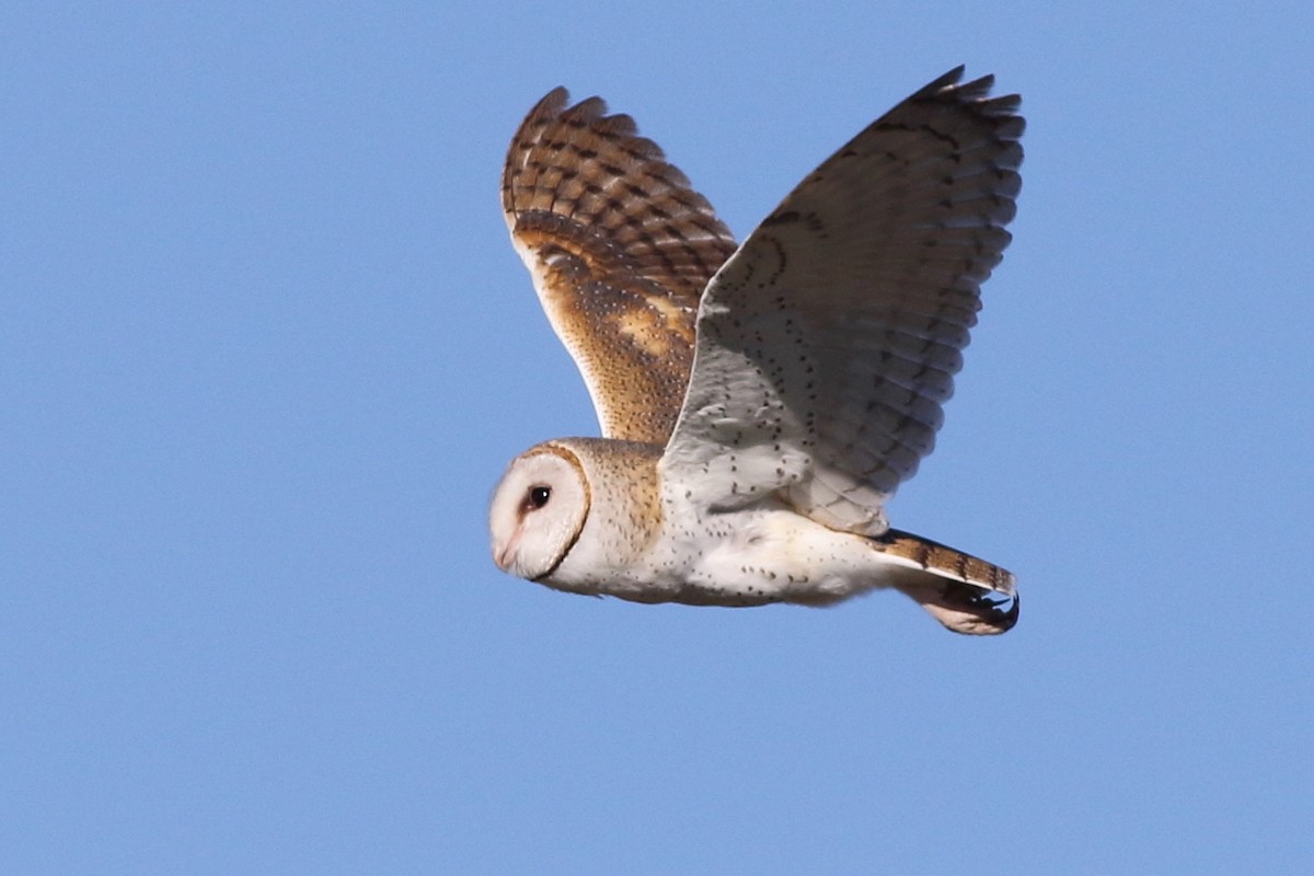 Barn Owl (Eastern) - Leigh Pieterse