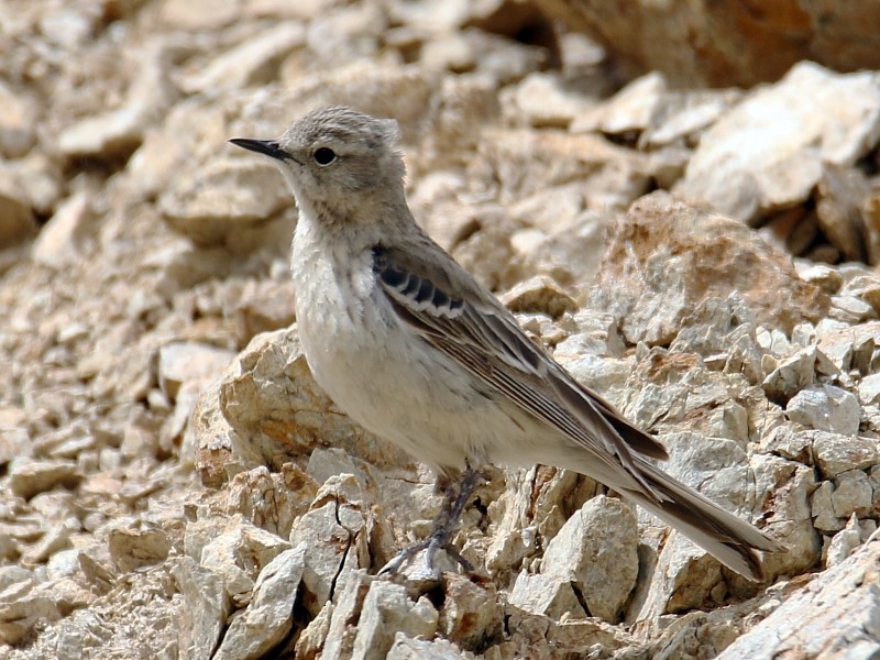 Water Pipit (Blakiston's) - Pavel Parkhaev