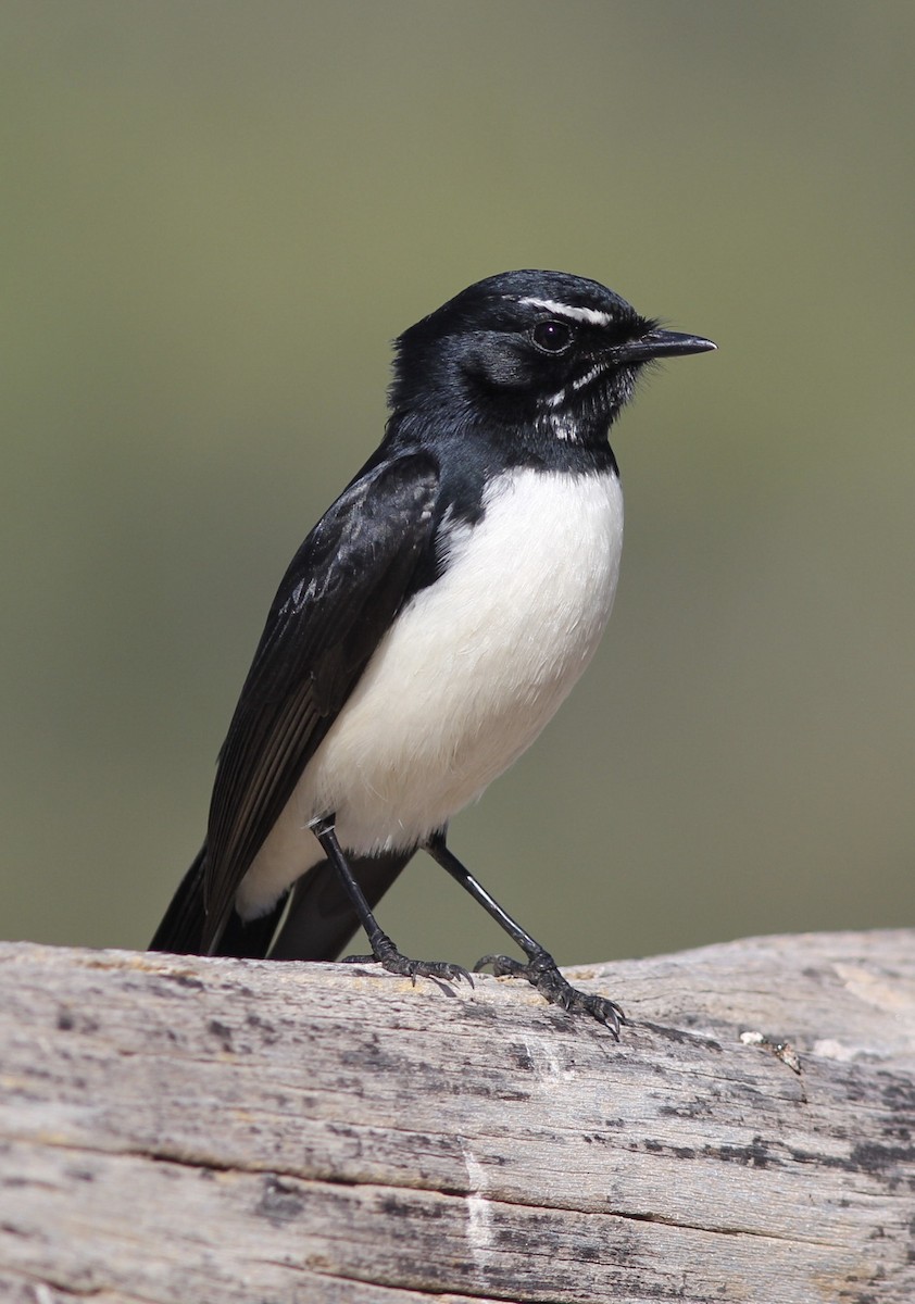 Willie-wagtail - ML106309241