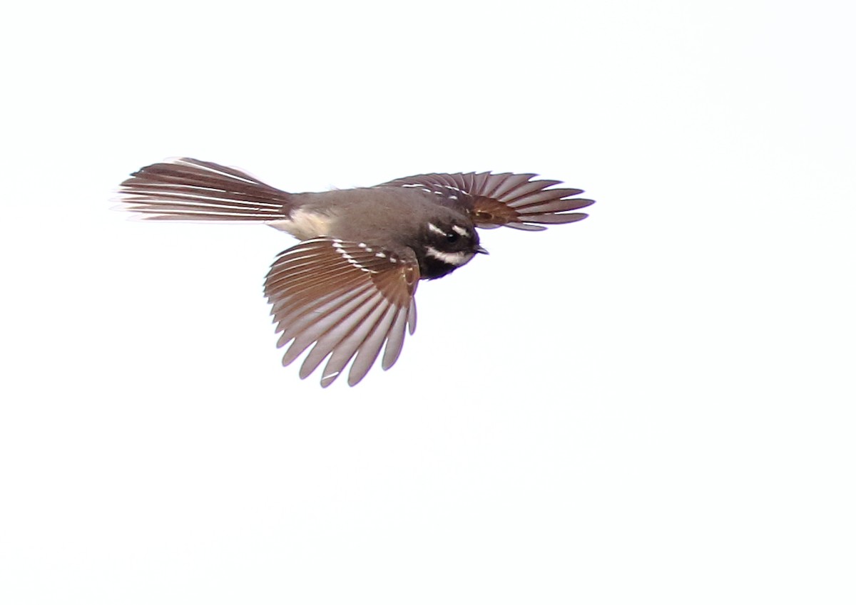 Gray Fantail - ML106309471