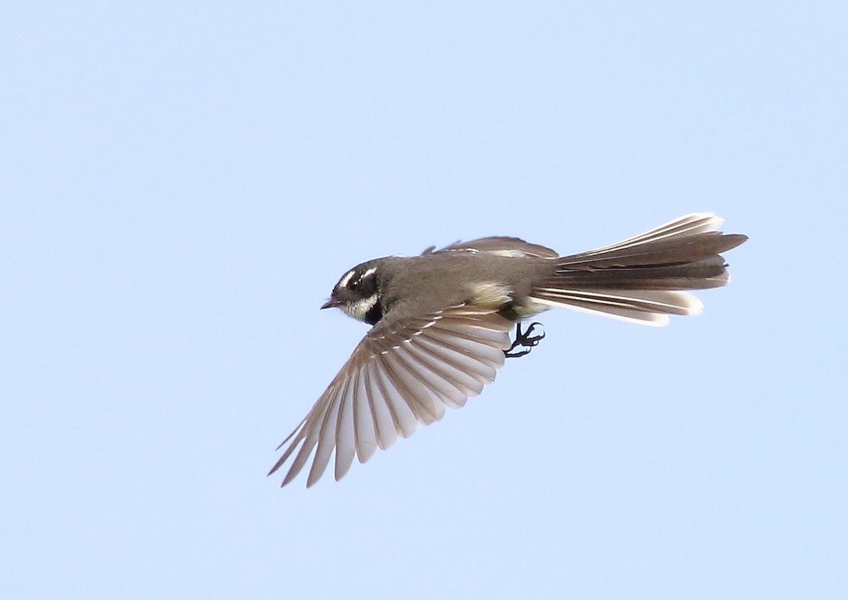 Gray Fantail - Michael Rutkowski