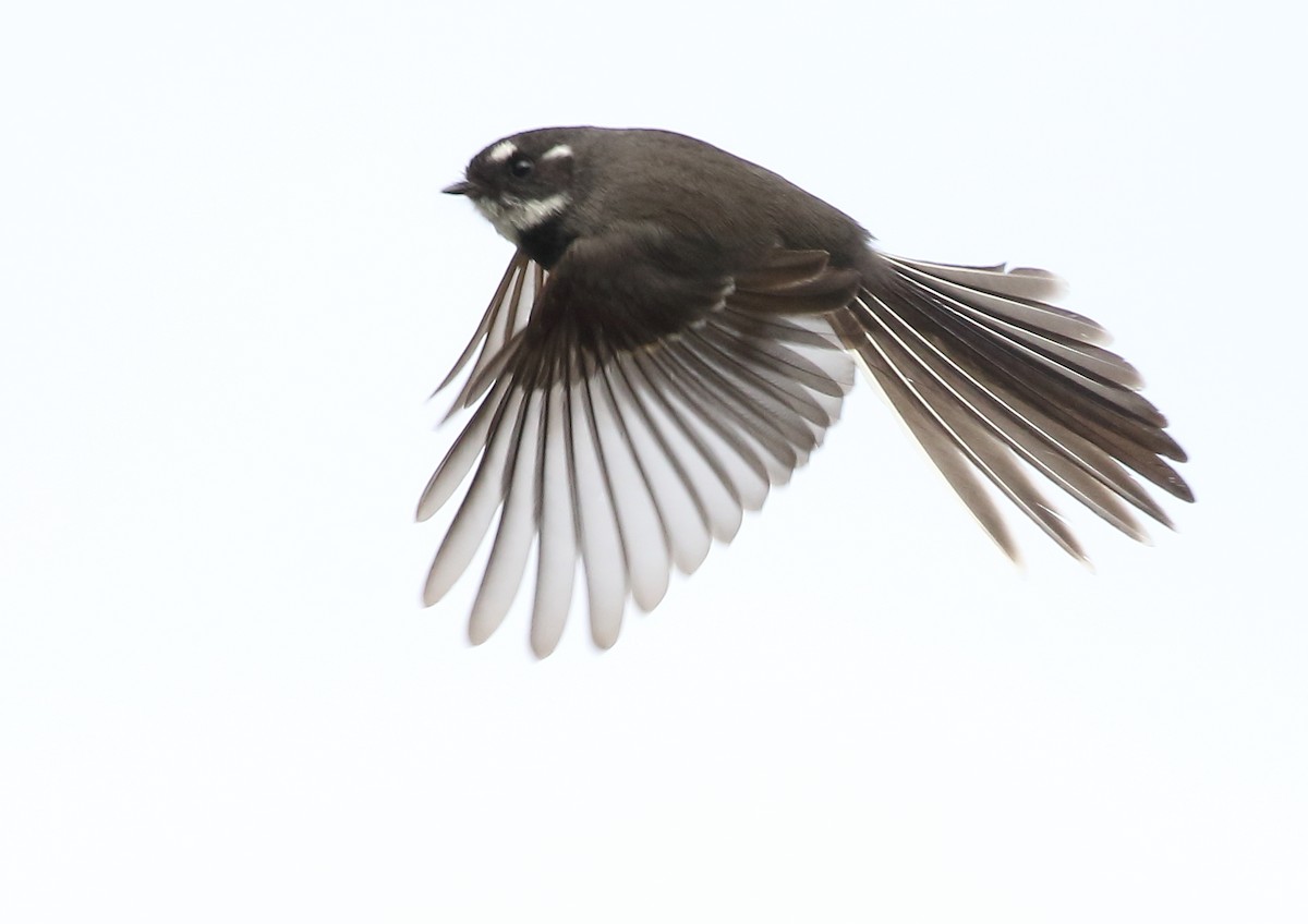 Gray Fantail - ML106309491