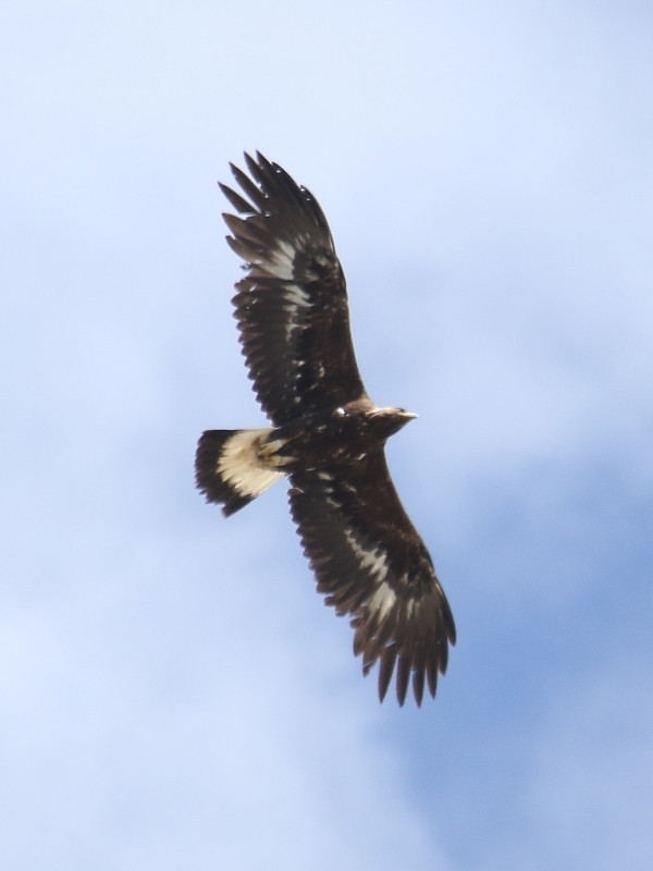 Golden Eagle - Pavel Parkhaev