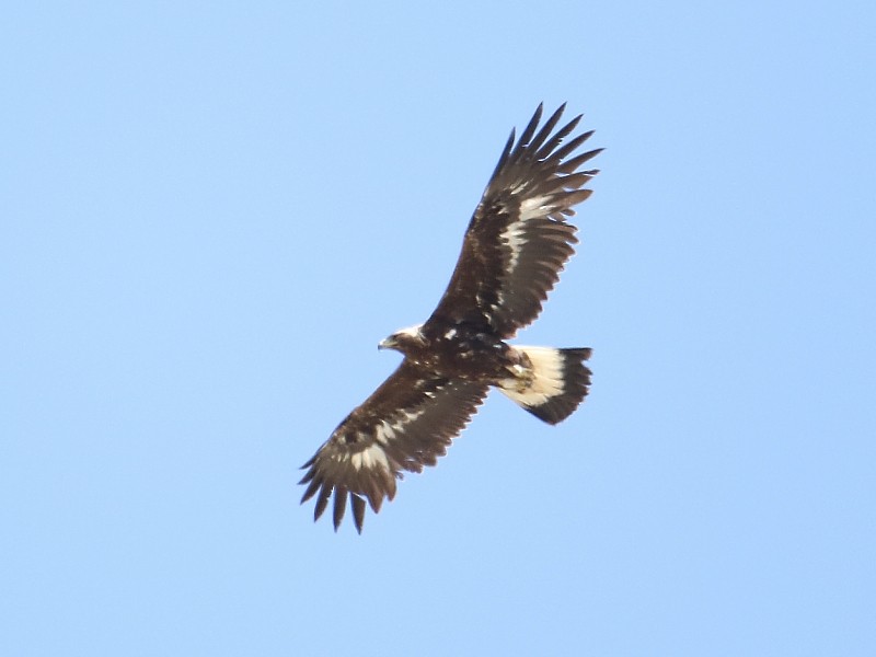 Golden Eagle - ML106310681