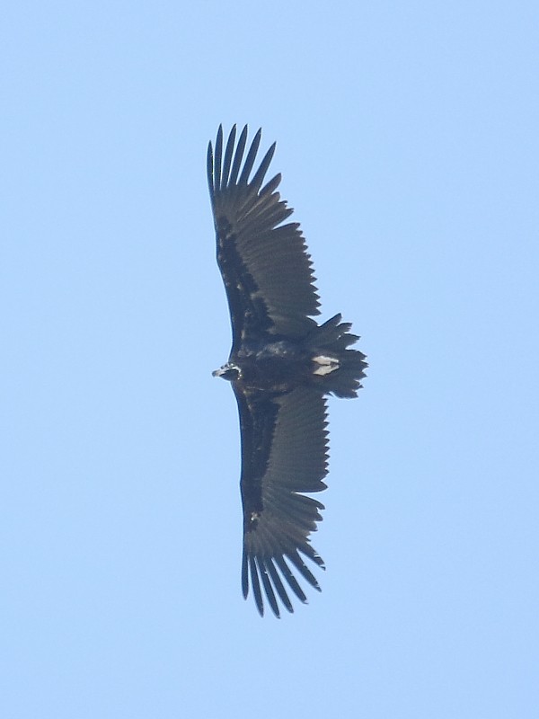 Cinereous Vulture - Pavel Parkhaev