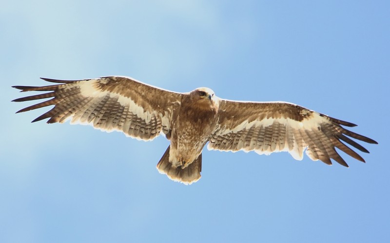 Steppe Eagle - Pavel Parkhaev