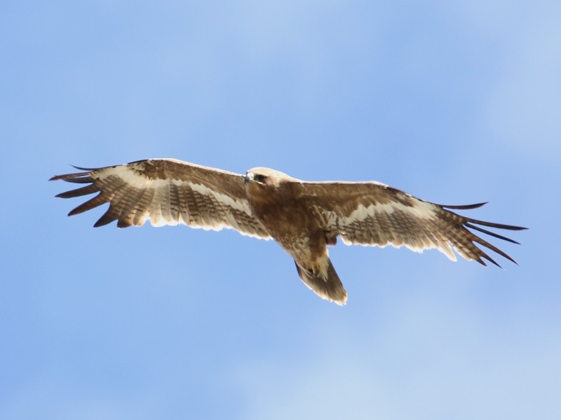 Steppe Eagle - Pavel Parkhaev