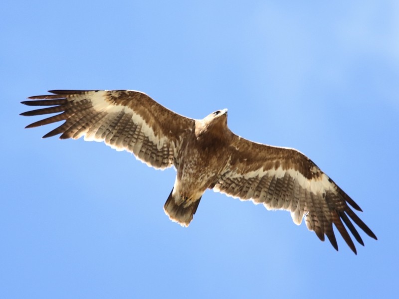 Steppe Eagle - Pavel Parkhaev