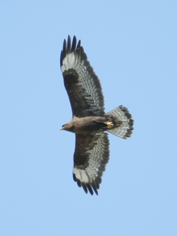 Upland Buzzard - Pavel Parkhaev