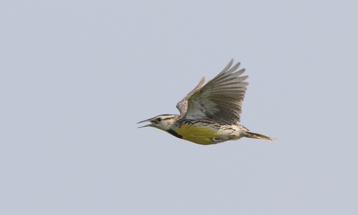 Eastern Meadowlark (Eastern) - ML106312171