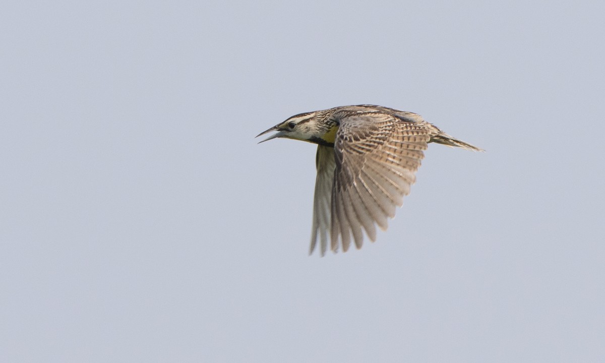 Eastern Meadowlark (Eastern) - Steve Kelling
